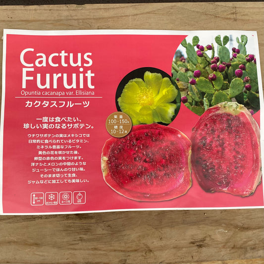 カクタスフルーツ　