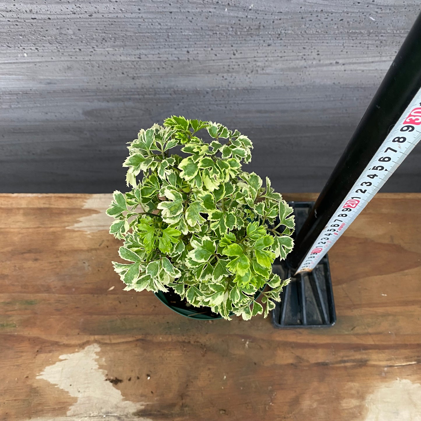 市場仕入れ即売会　No.25022　ポリシャス　4号鉢