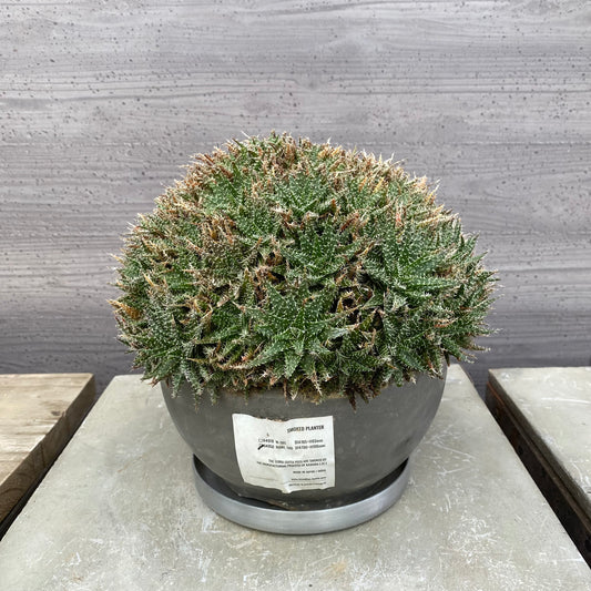アロエ　SMOKED PLANTER