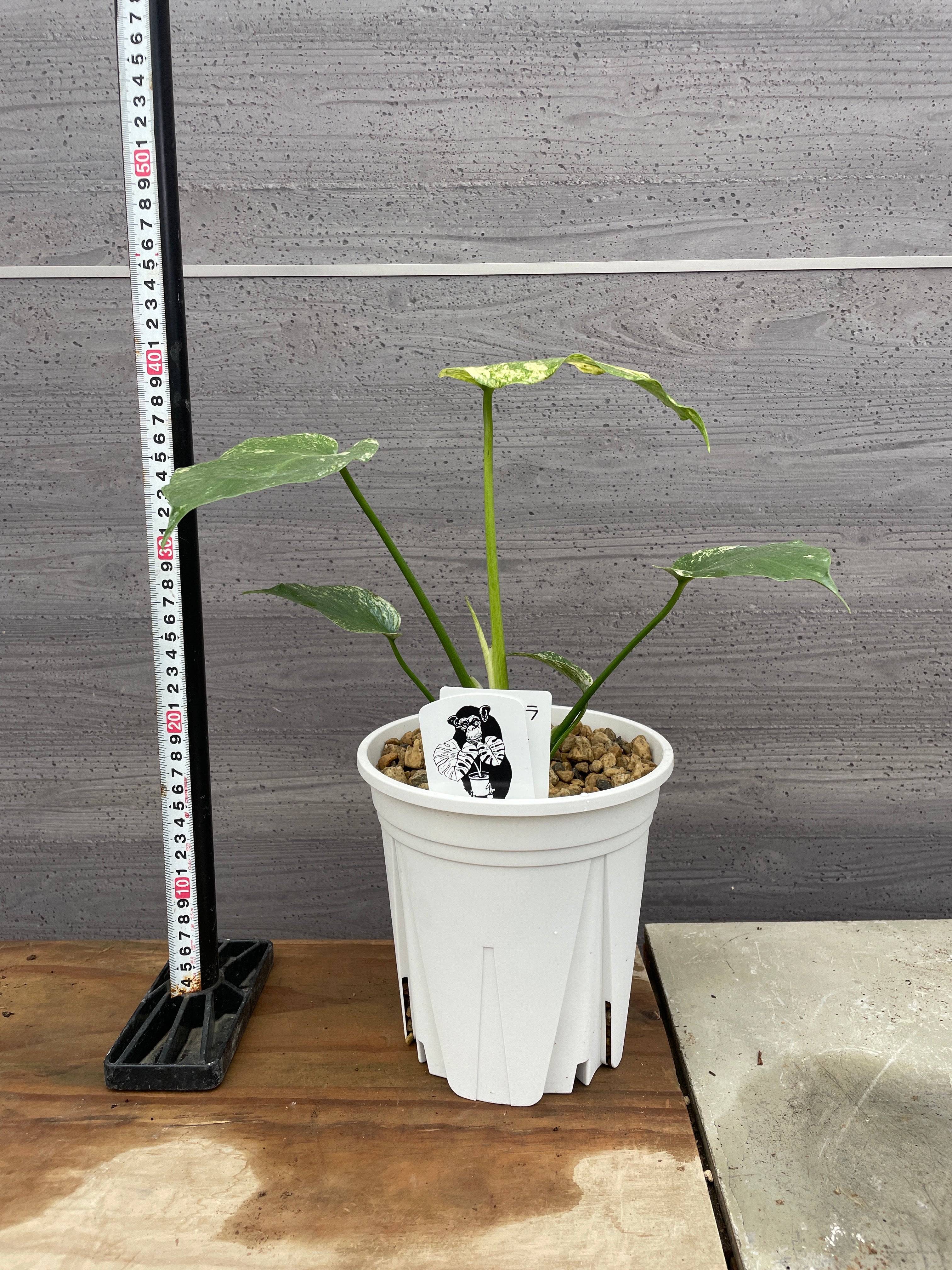 モンステラミント 6号鉢 – 植物家族