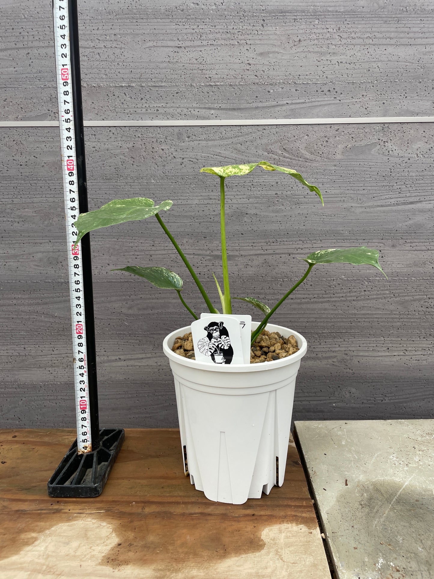 モンステラミント　6号鉢