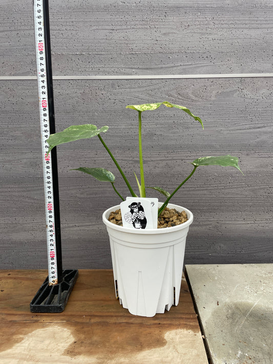 モンステラミント　6号鉢