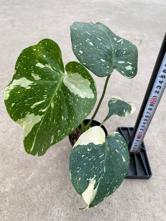 No.28003　モンステラ　タイコンステレーション　3号鉢