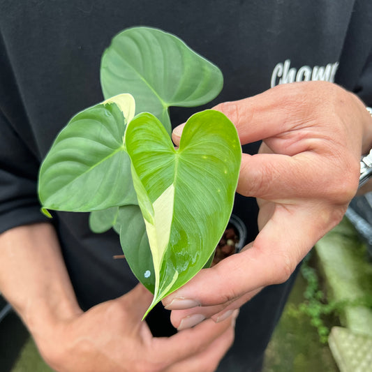 URBAN JUNGLE特集★U24　フィロデンドロン　ハースレオニガス斑入り　2号鉢