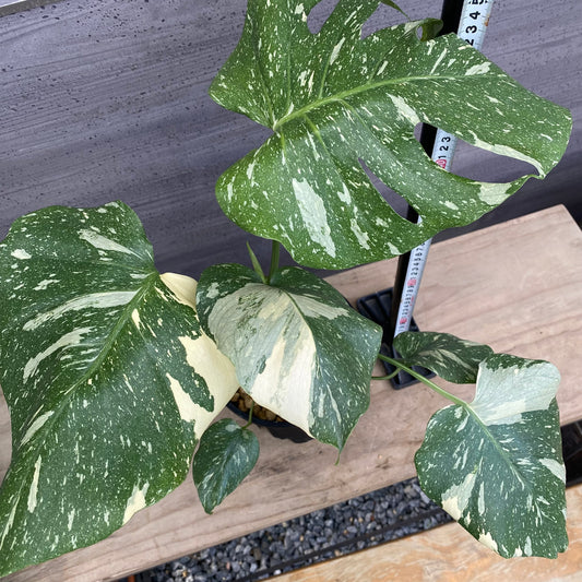 モンステラ タイコンステレーション No.2 黒ポット