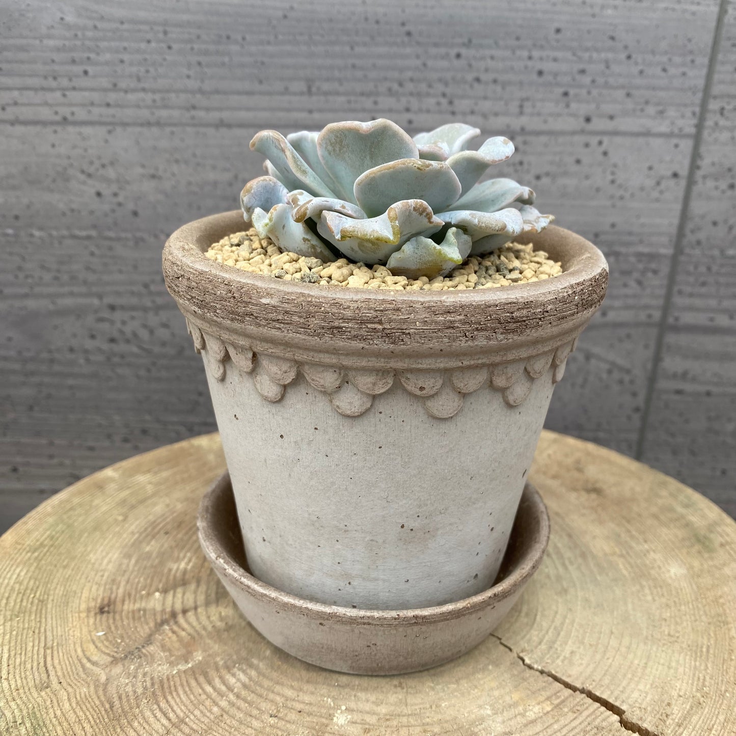 エケベリア　クリスペートビューティ　BERGS コペンハーゲン10