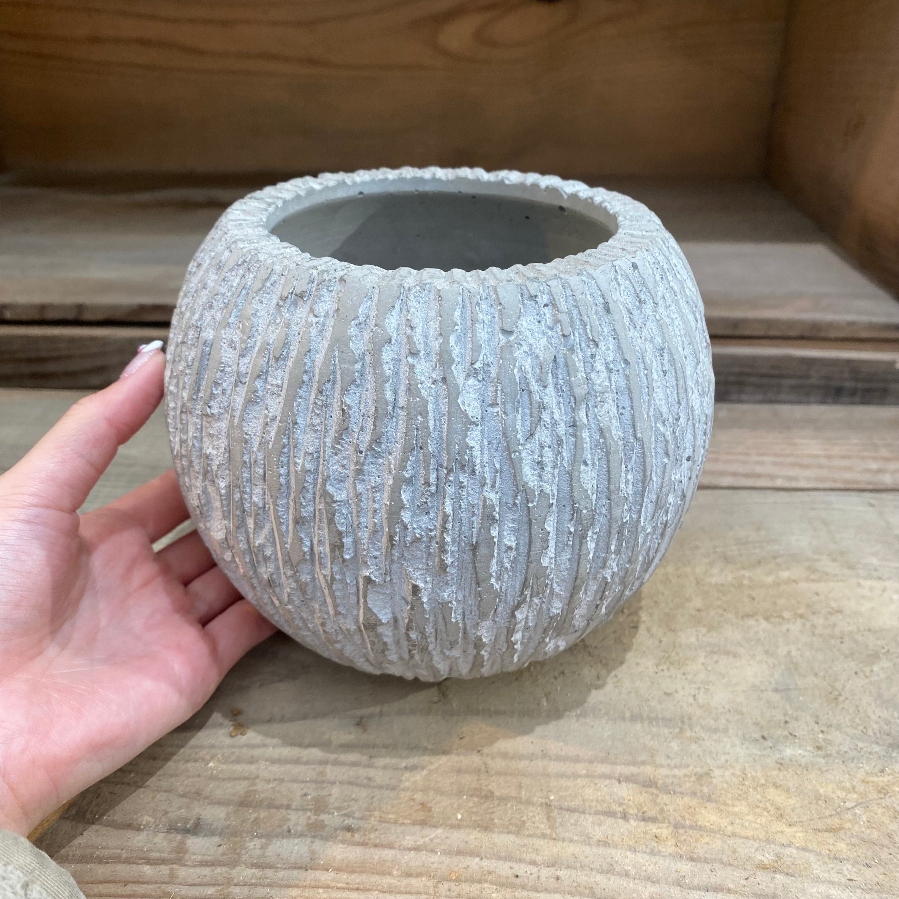 Pickup 全ての商品 – 植物家族