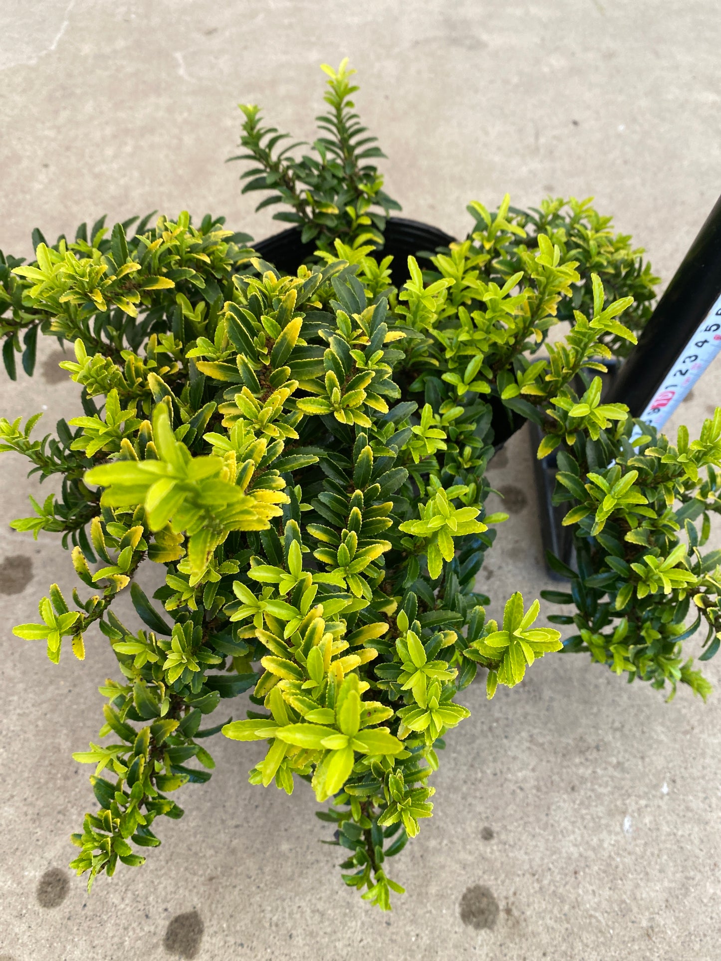 岡本緑花特集　ユオニマス　ハピネス　5号苗ポット