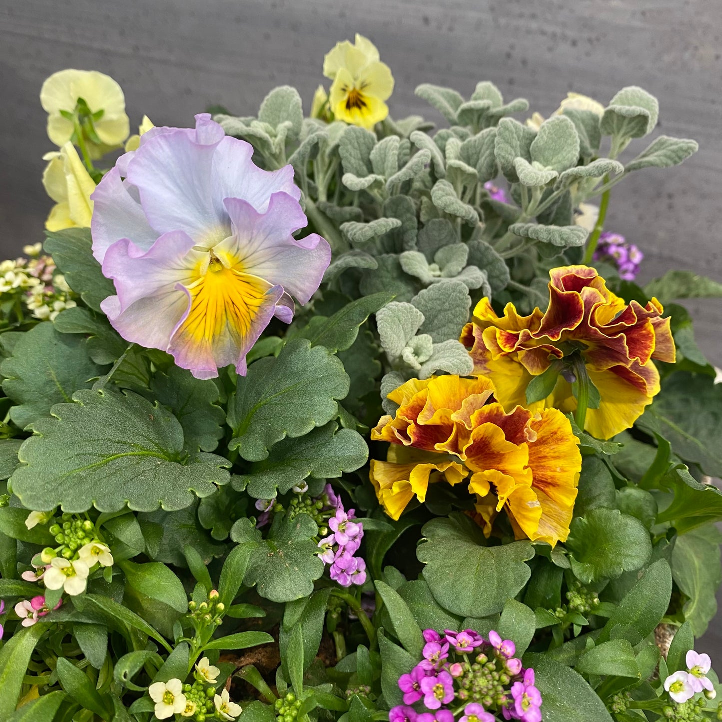 寄せ植えN　白陶器鉢