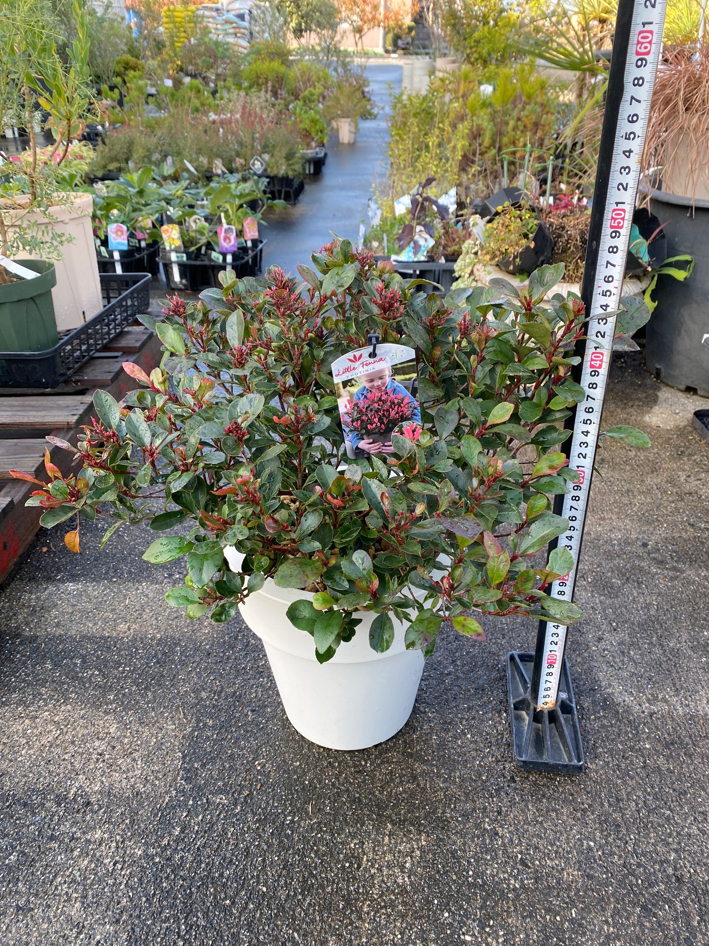 農場創業祭 No.26014　ベニカナメモチ　リトルフェンナ　7号おすすめ白ポット