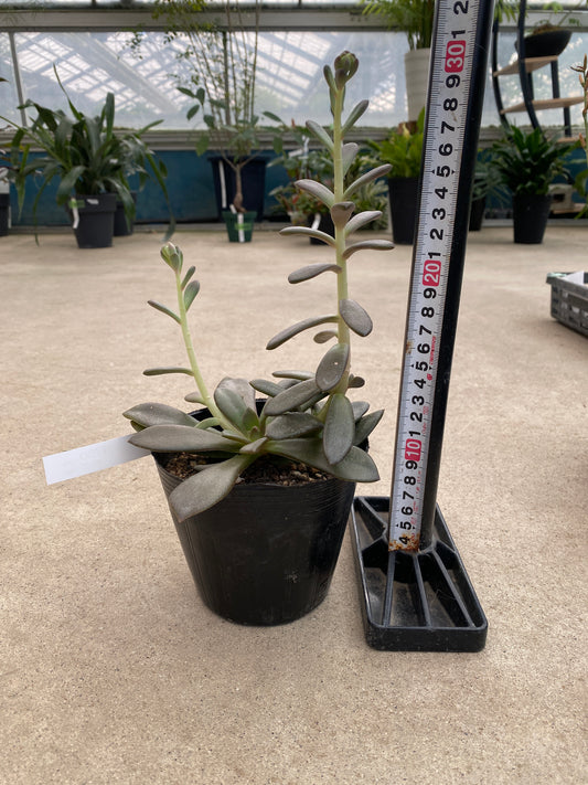 No.28015　多肉植物　4号苗ポット