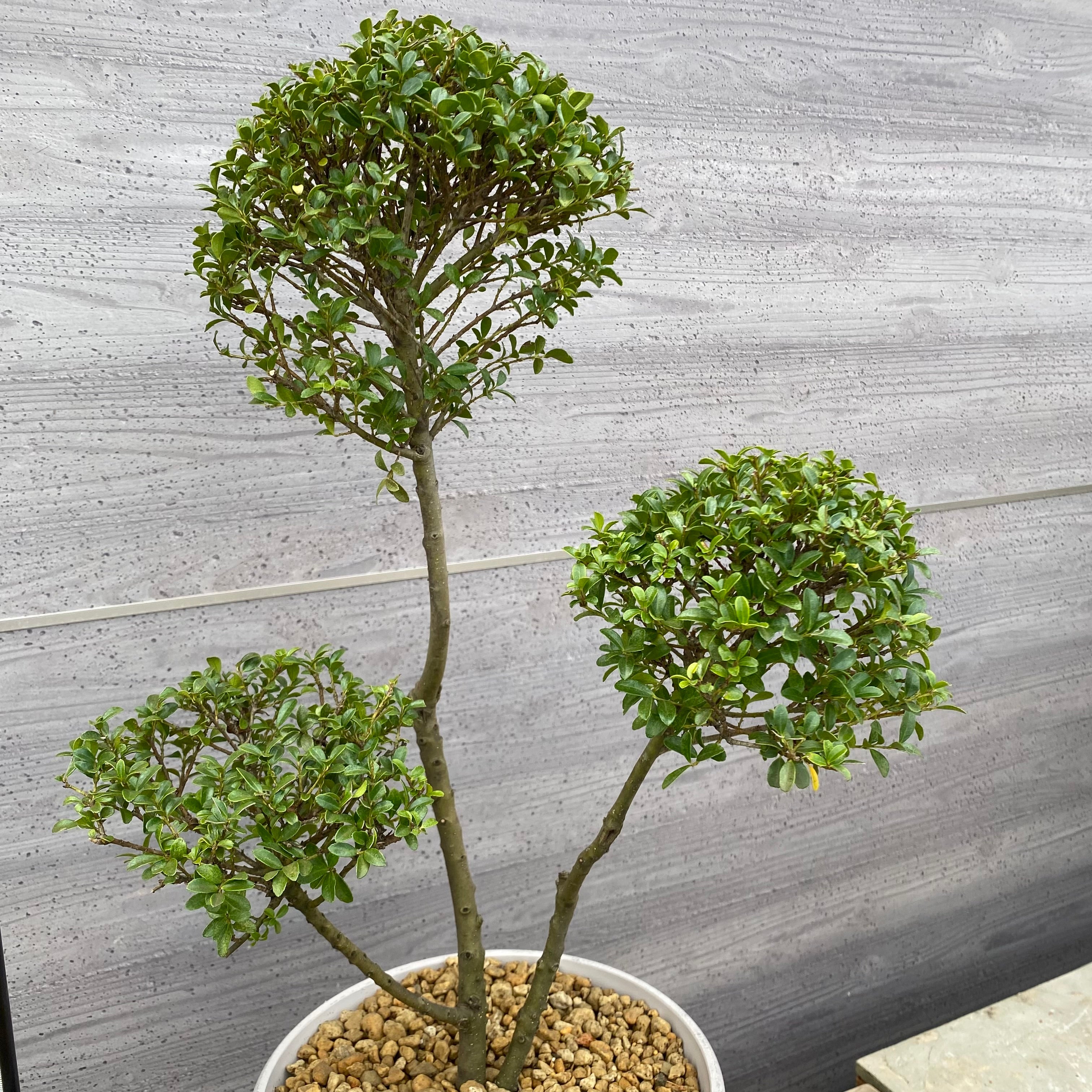 商品 – 植物家族