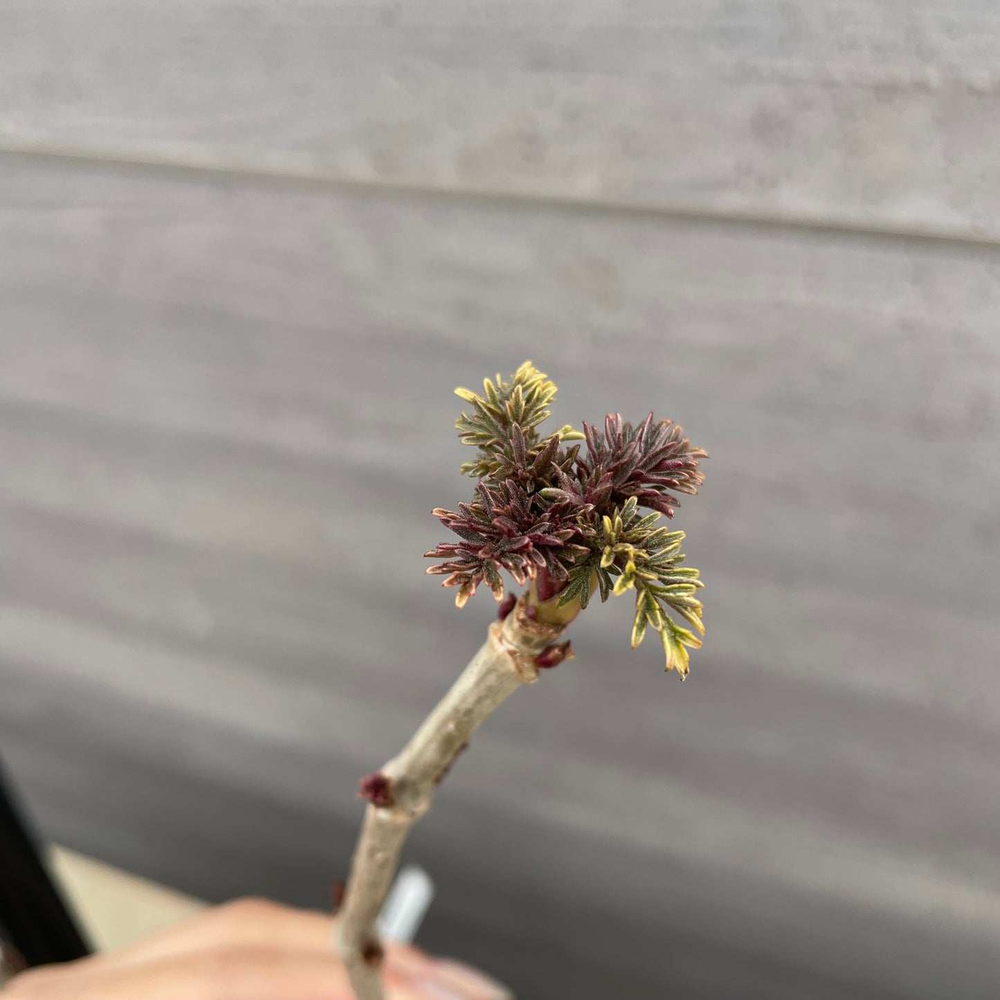 No.13001　サンブカス　ゴールデンタワー　5号苗ポット