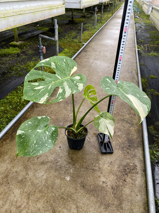 農場創業祭 No.26165　モンステラ　タイコンステレーション　3号鉢