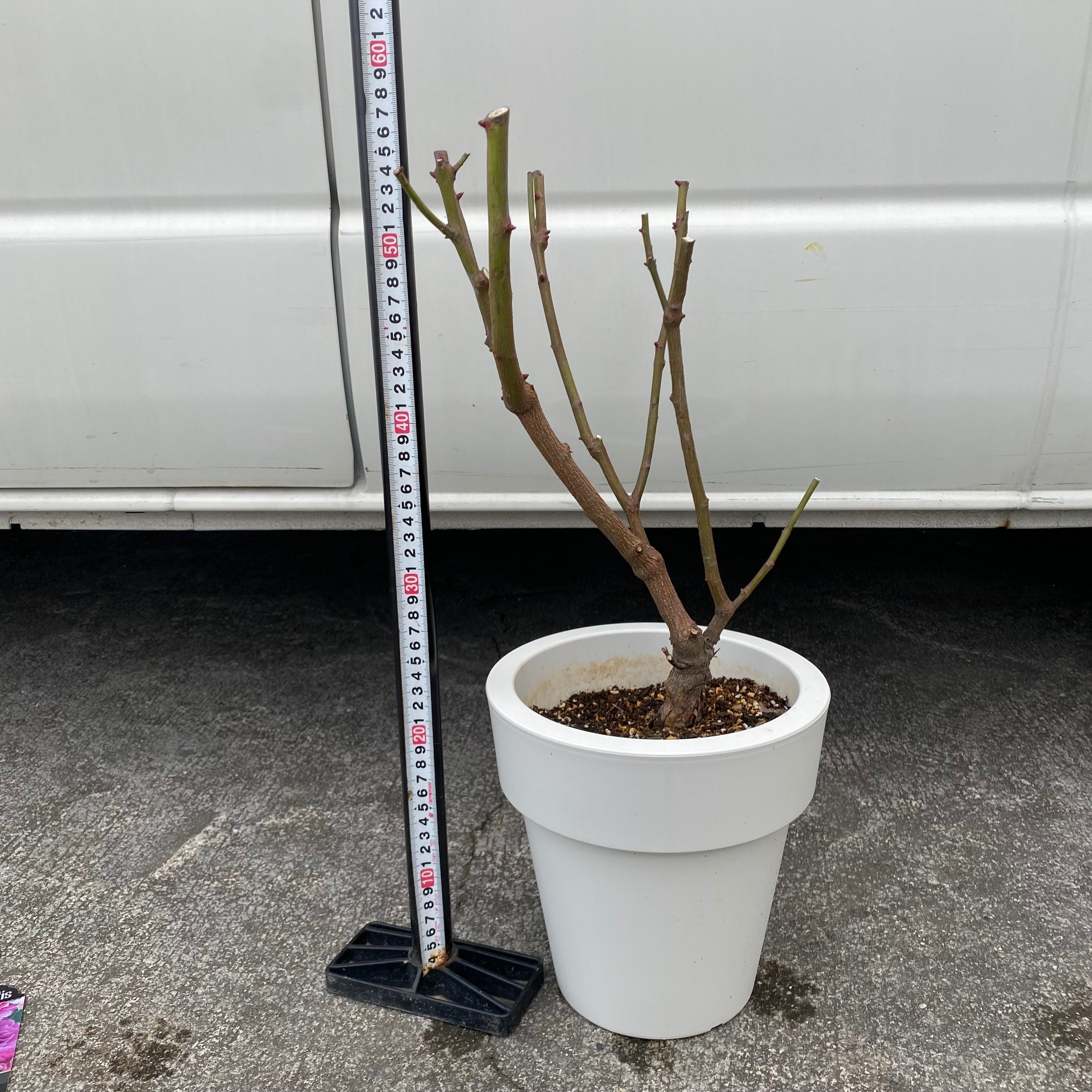 ☆10万人突破記念 No.28012 バラ シェエラザード 7号おすすめ白ポット