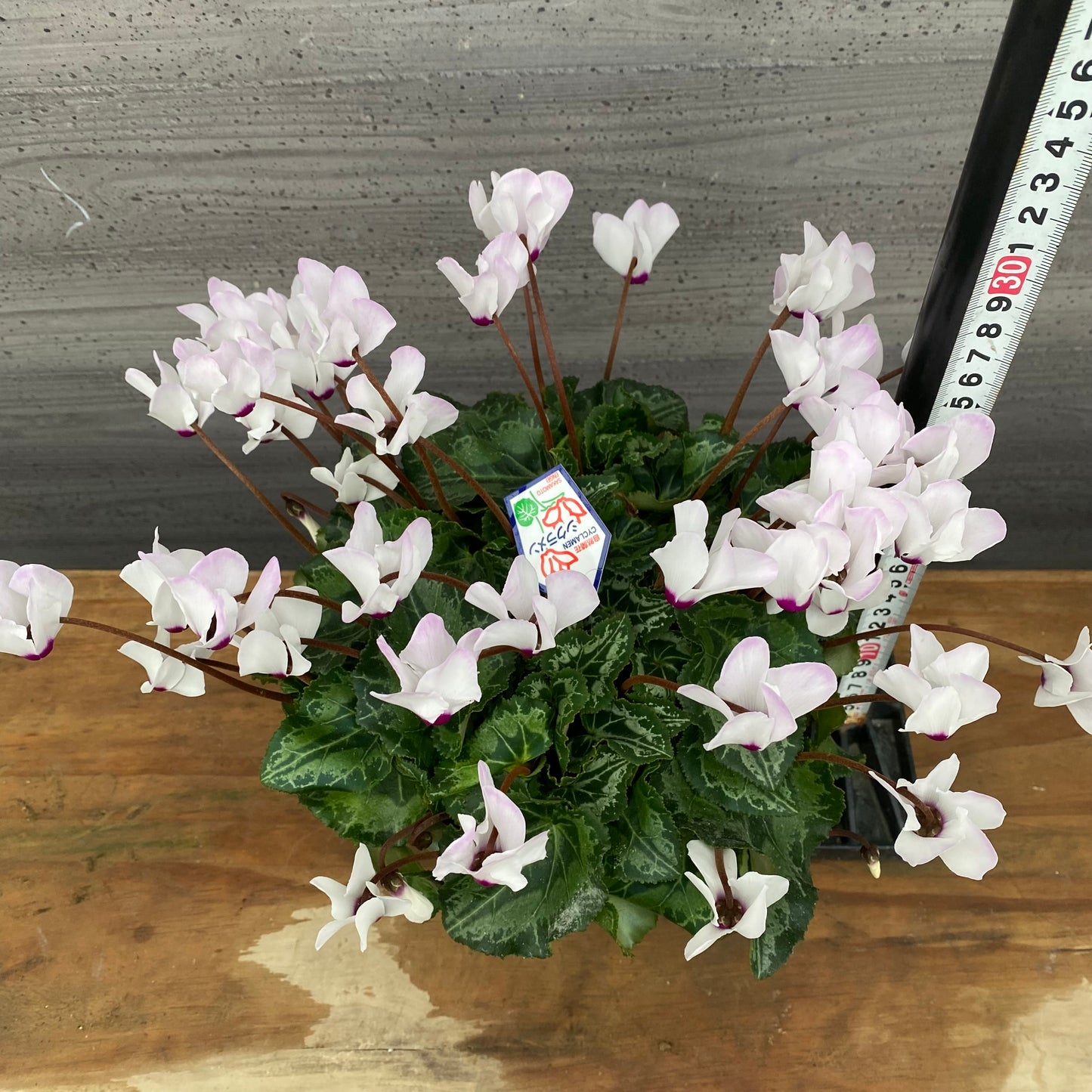 市場仕入れ即売会　No.25015　シクラメン　プリティカーブ　白　5号鉢