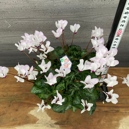 市場仕入れ即売会　No.25015　シクラメン　プリティカーブ　白　5号鉢