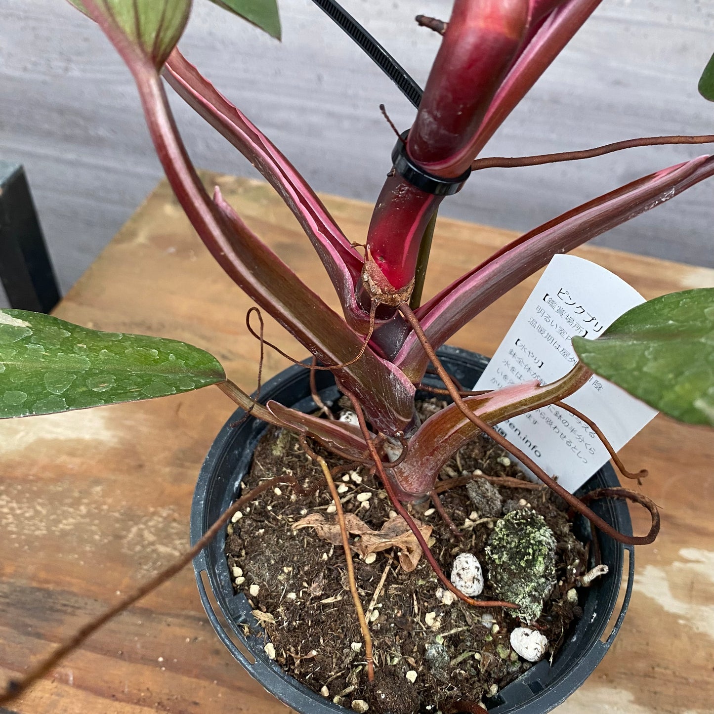 市場仕入れ即売会　No.25032　フィロデンドロン　ピンクプリンセス　3.5号鉢