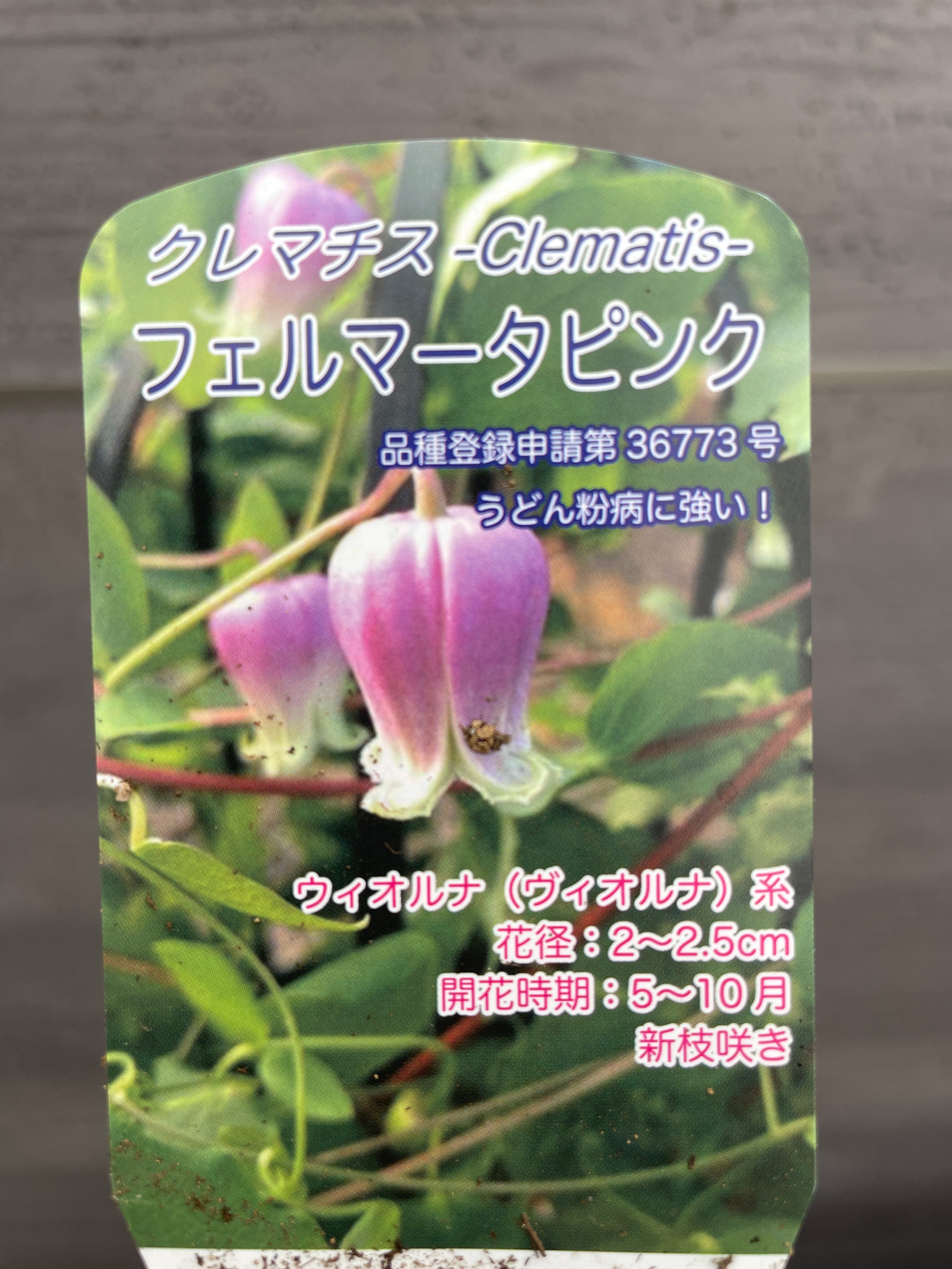 ☆クレマチス☆フェルマータピンク☆３年生の１２０ｃｍオベリスク仕立て☆10号鉢☆ 職人仕立て☆クレマチス フェルマータピンク 10号鉢 – 植物家族