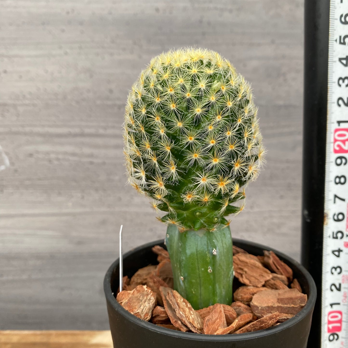 市場仕入れ即売会　No.25055　サボテン接ぎ木A　3号鉢