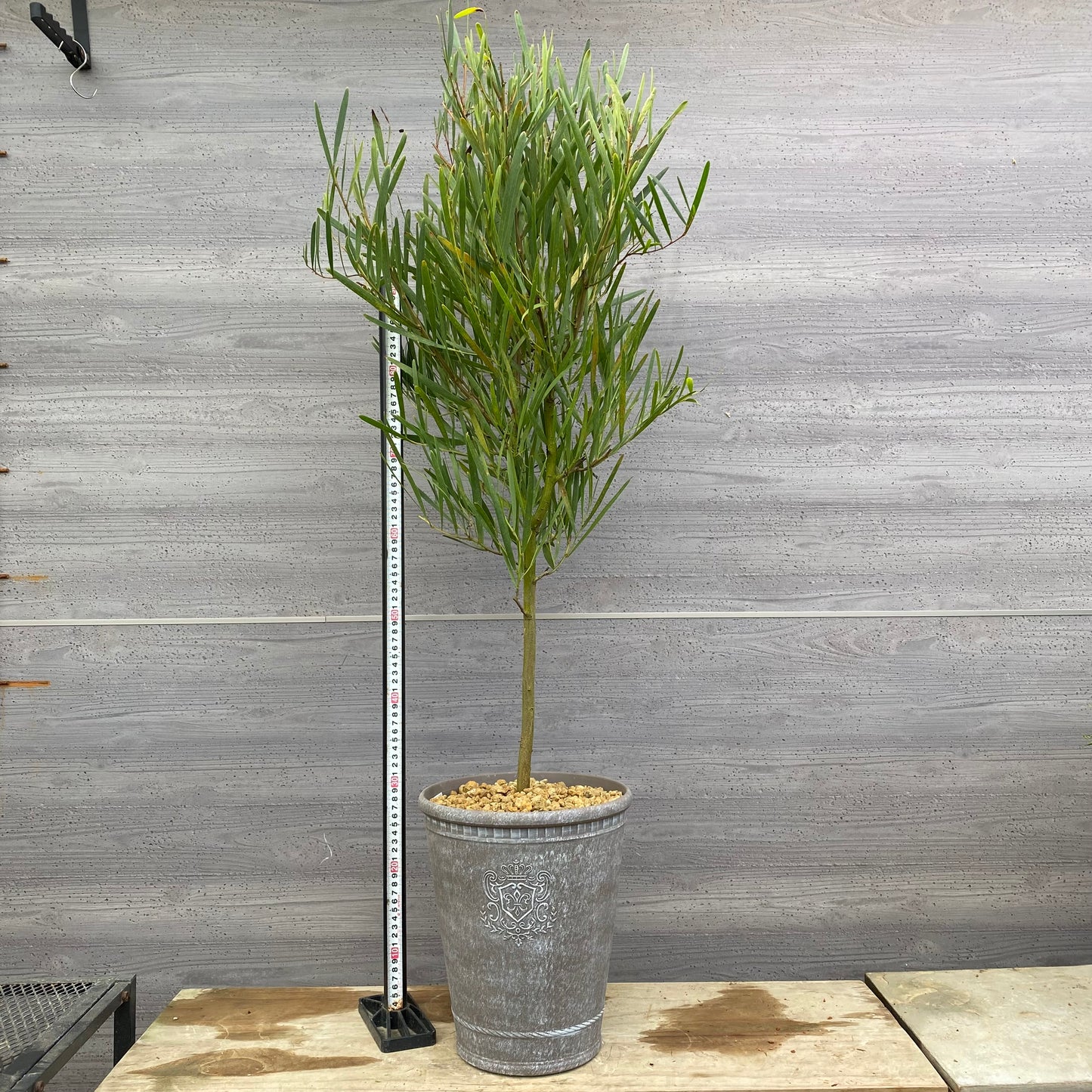 No.12035　アカシア　グレープラ鉢