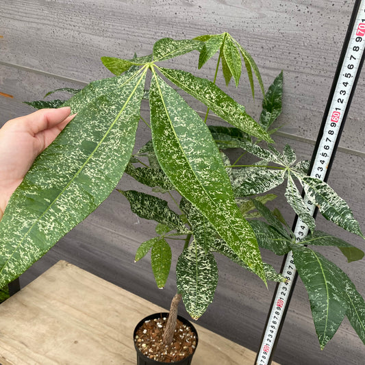 urbanjungle商品　実生パキラ　斑入り　4号鉢