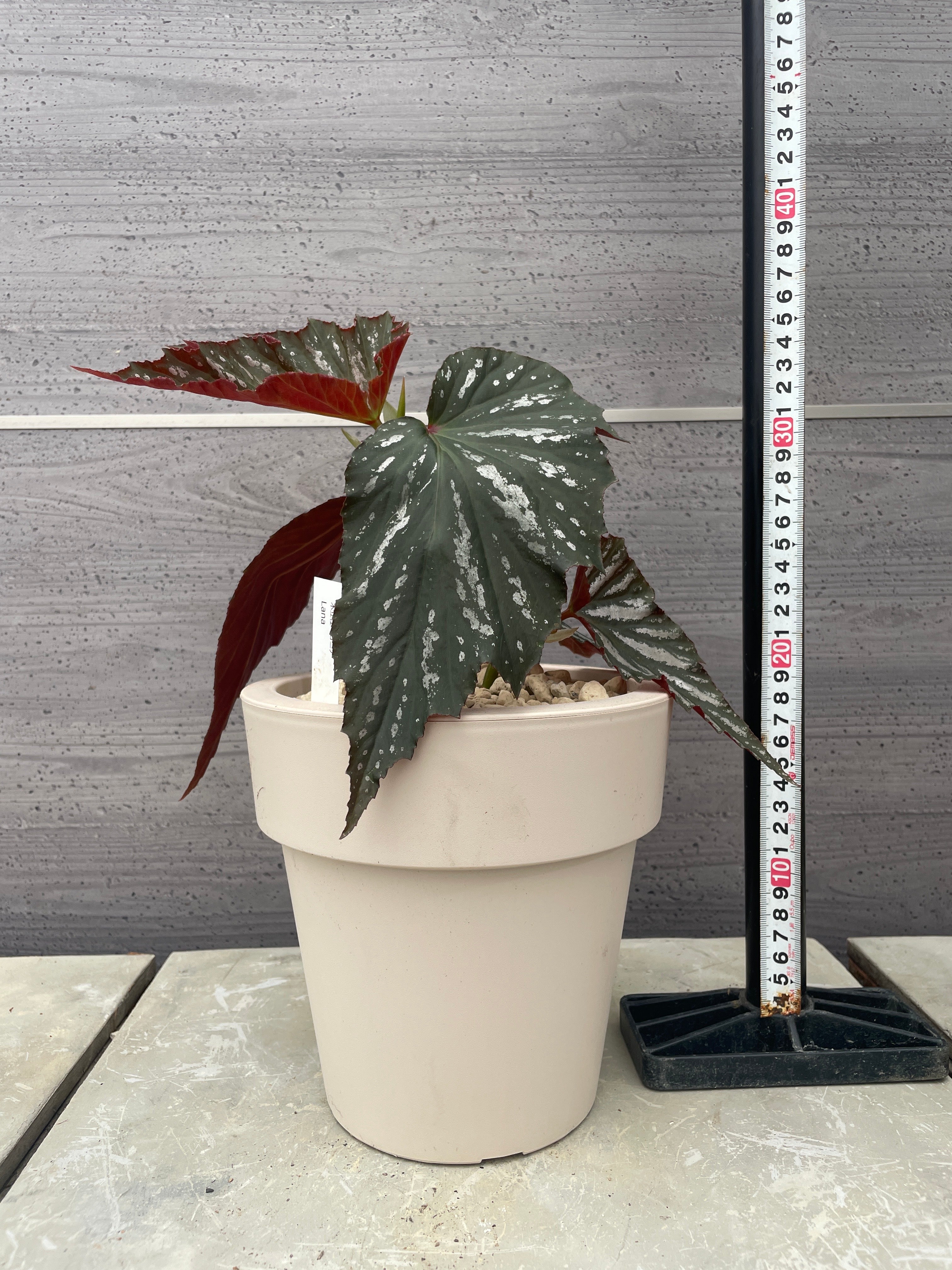 Pickup 全ての商品 – 植物家族