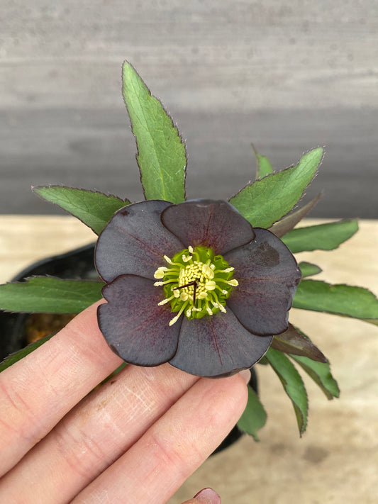 No.05086　横山園芸★クリスマスローズ　シングル咲き　5号苗ポット