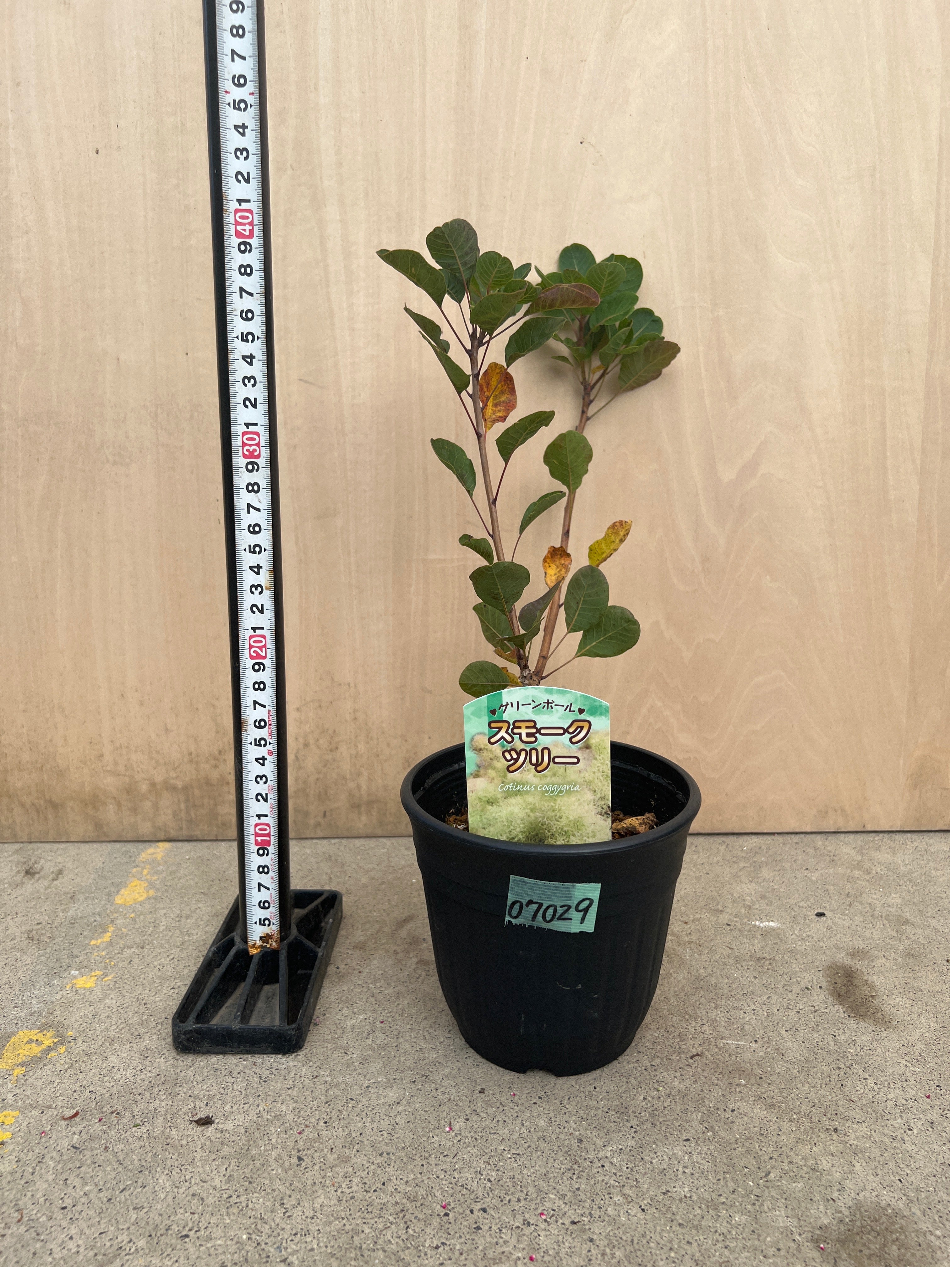 No.07029 スモークツリー グリーンボール 5号鉢 – 植物家族
