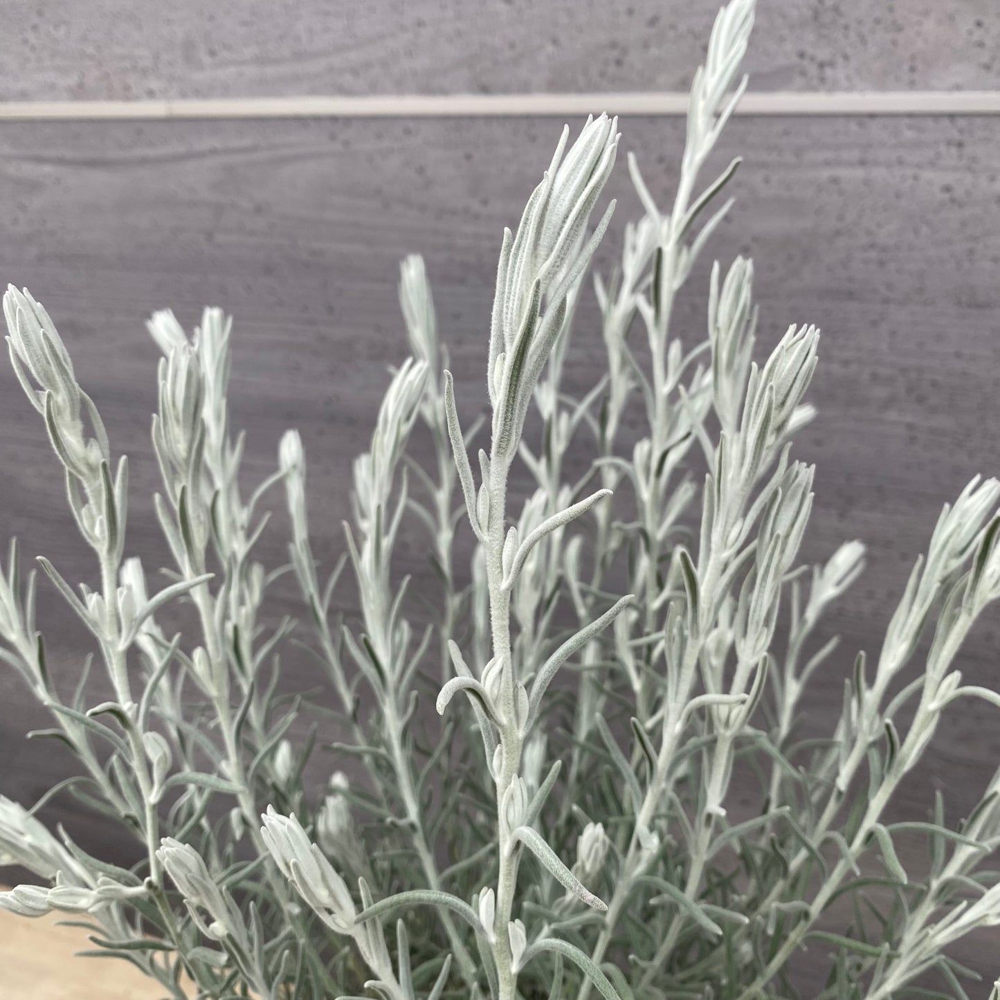 No.1312　エレモフィラ　ニベア　5号鉢