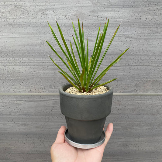 夜ライブ NO.58　アガベ　陶器鉢　SMOKED PLANTER　受け皿付