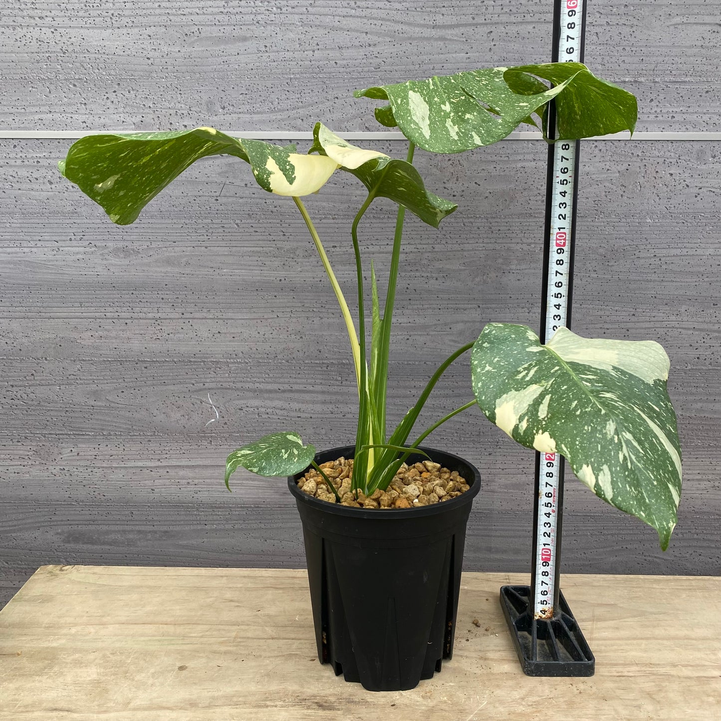 モンステラ　タイコンステレーション　No.2　黒ポット