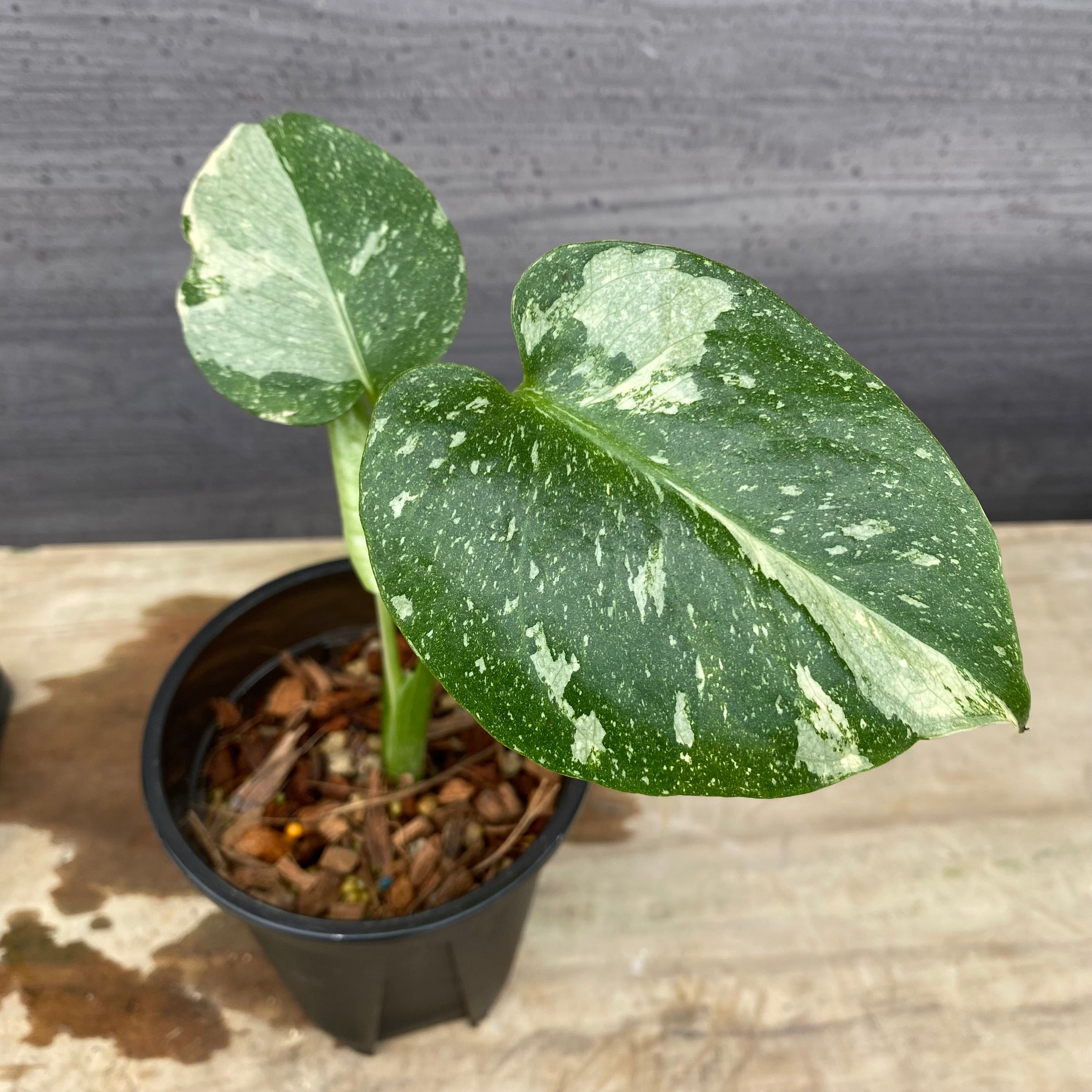 商品 – 植物家族