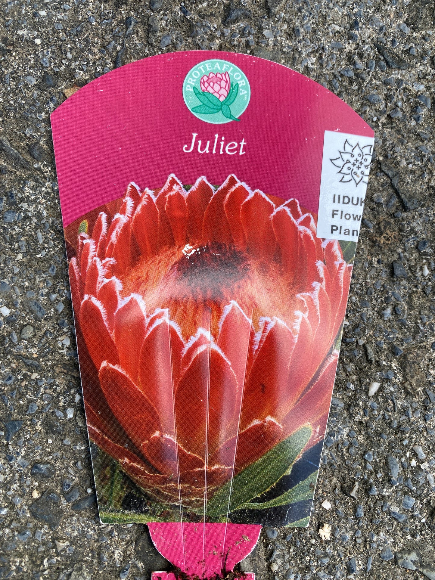 No.28039　プロテア　ジュリエット　7号鉢