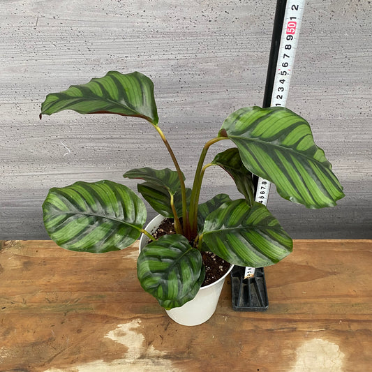 市場仕入れ即売会　No.25035　カラテア　ファシアータ　5号鉢