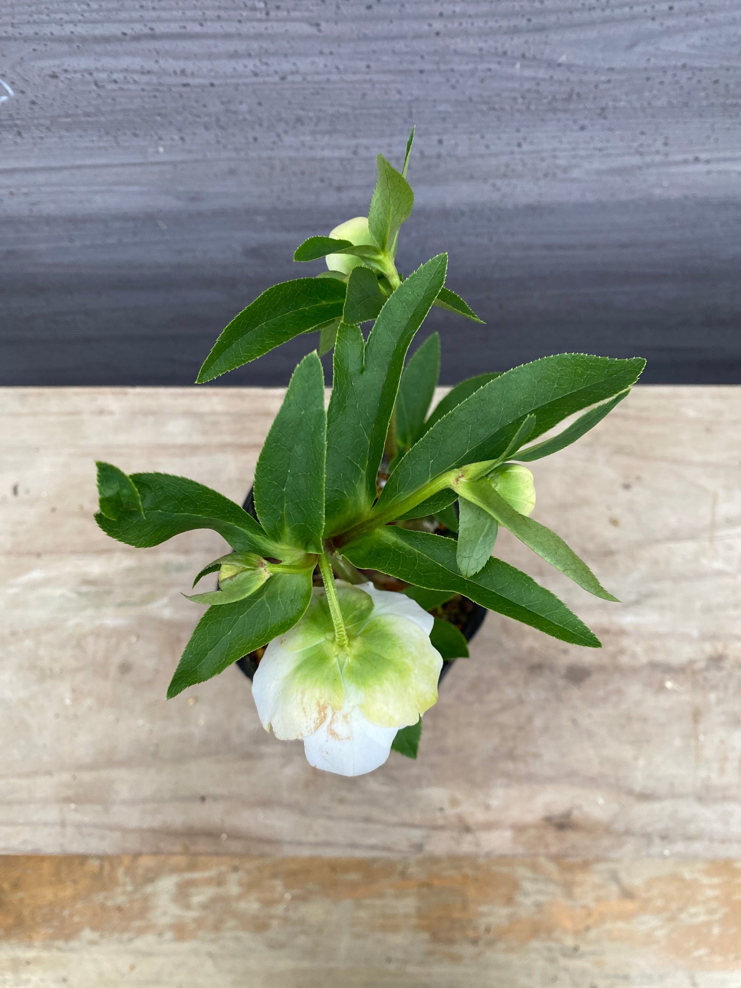 No.05097　横山園芸★クリスマスローズ　プリマドレス　5号苗ポット