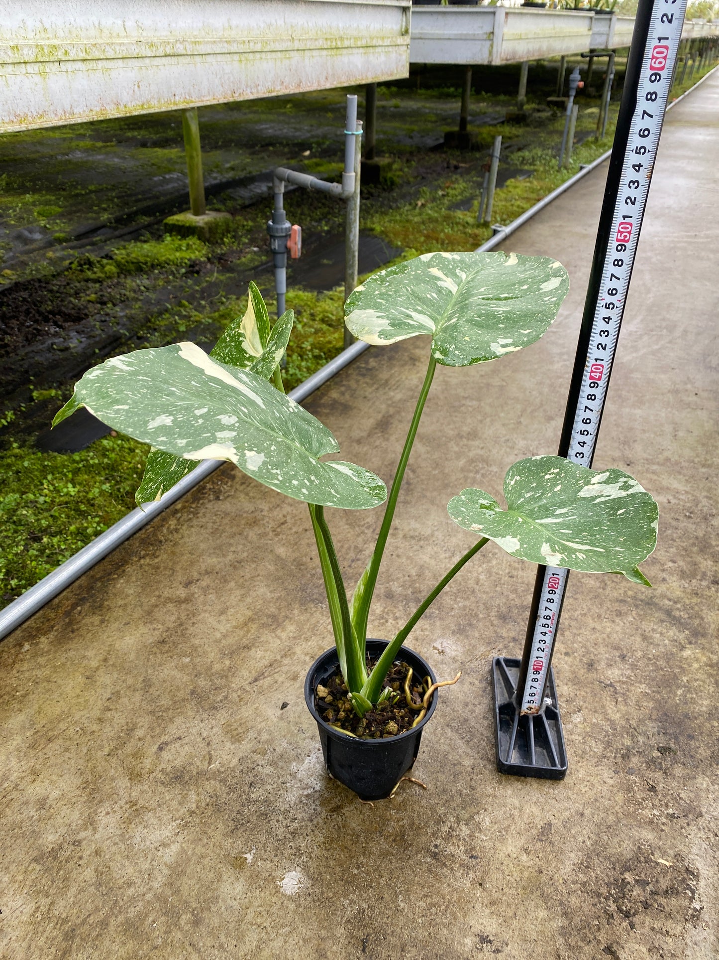 農場創業祭 No.26166　モンステラ　タイコンステレーション　3号鉢