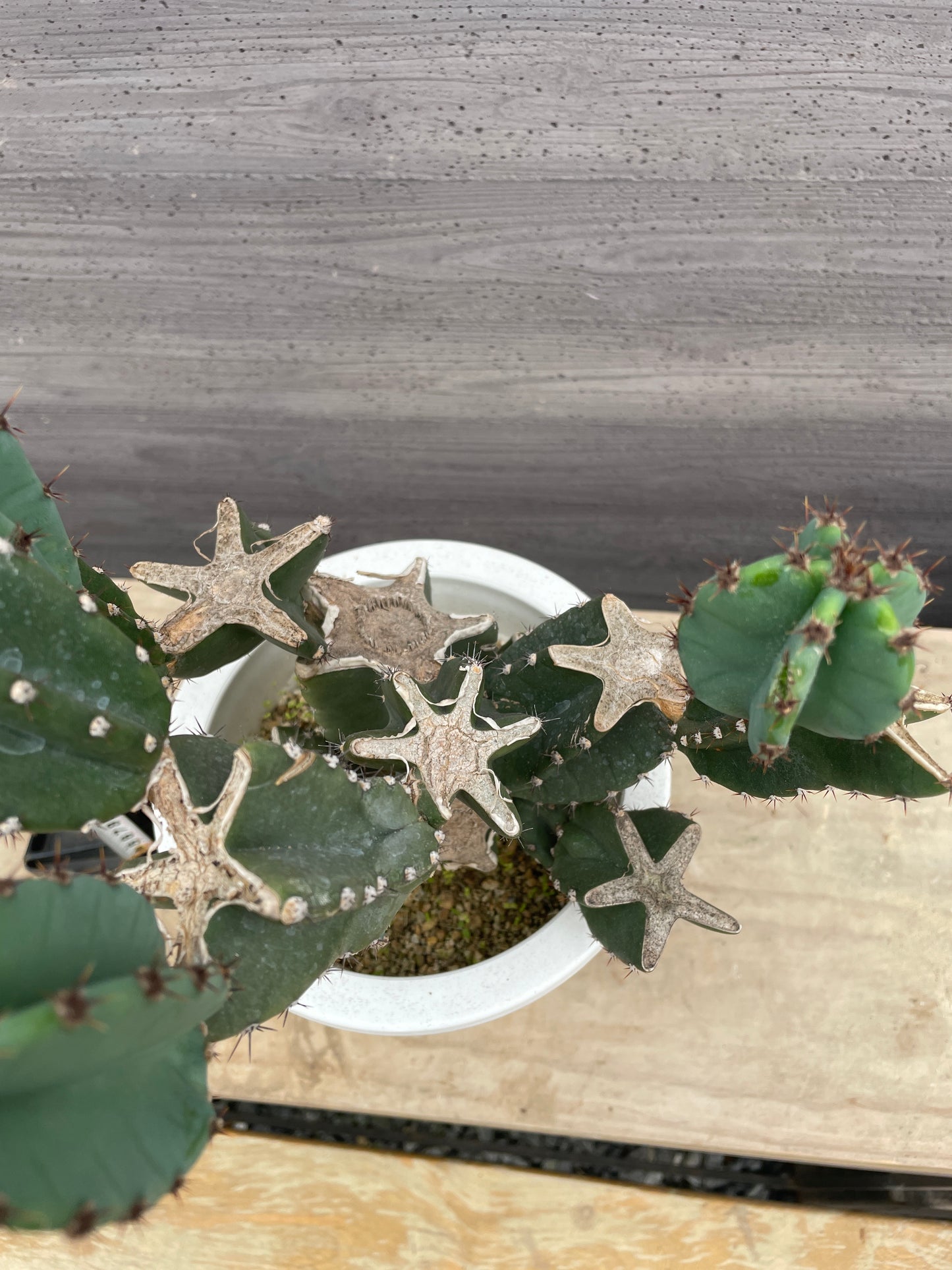 No.17006　サボテン　6号鉢