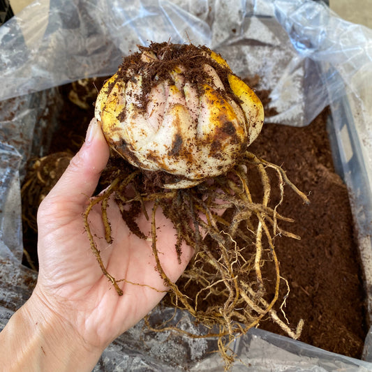 超特大球(北海道産)カサブランカ百合球根 1球