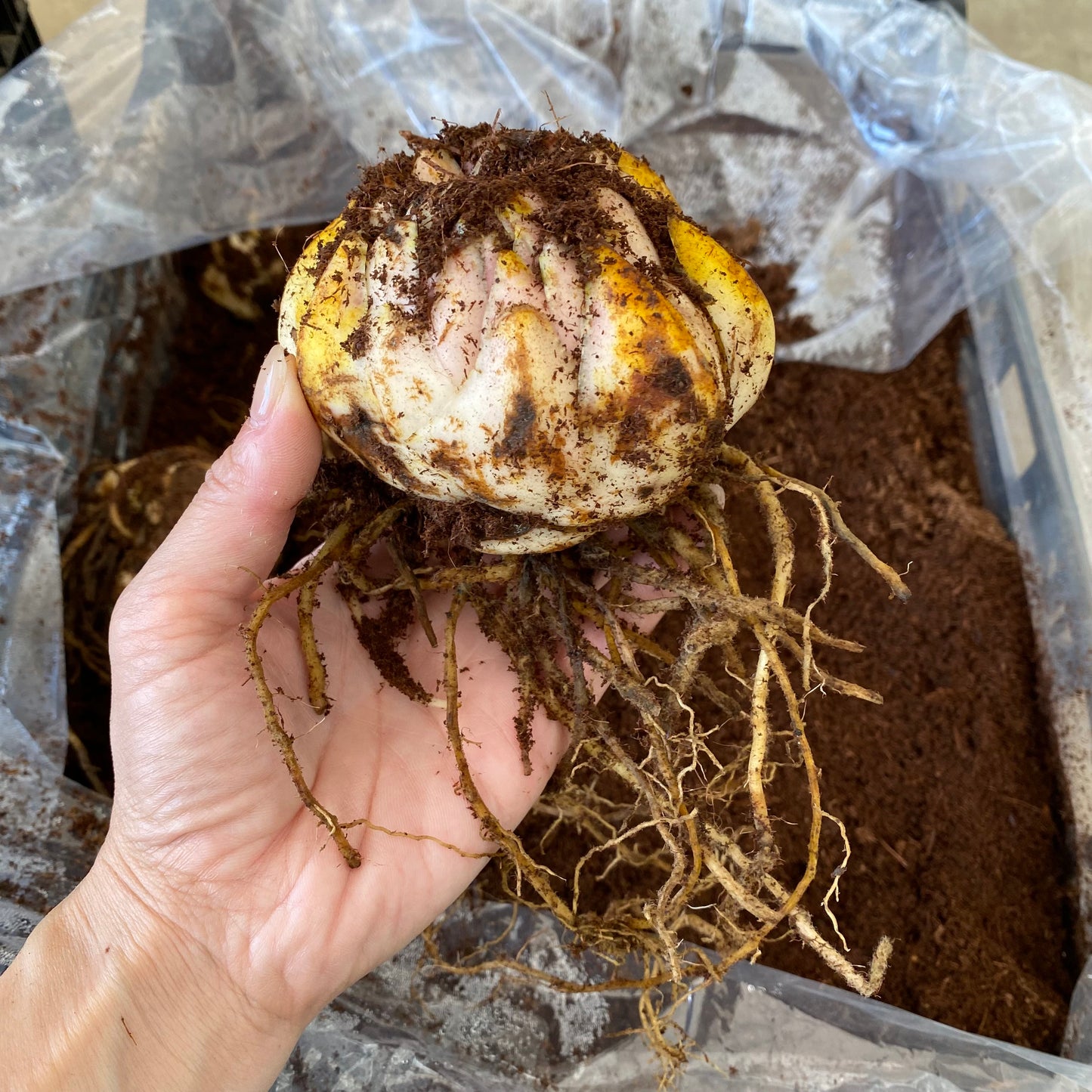 農場創業祭 No.18239　超特大球（北海道産）カサブランカ百合球根　1球