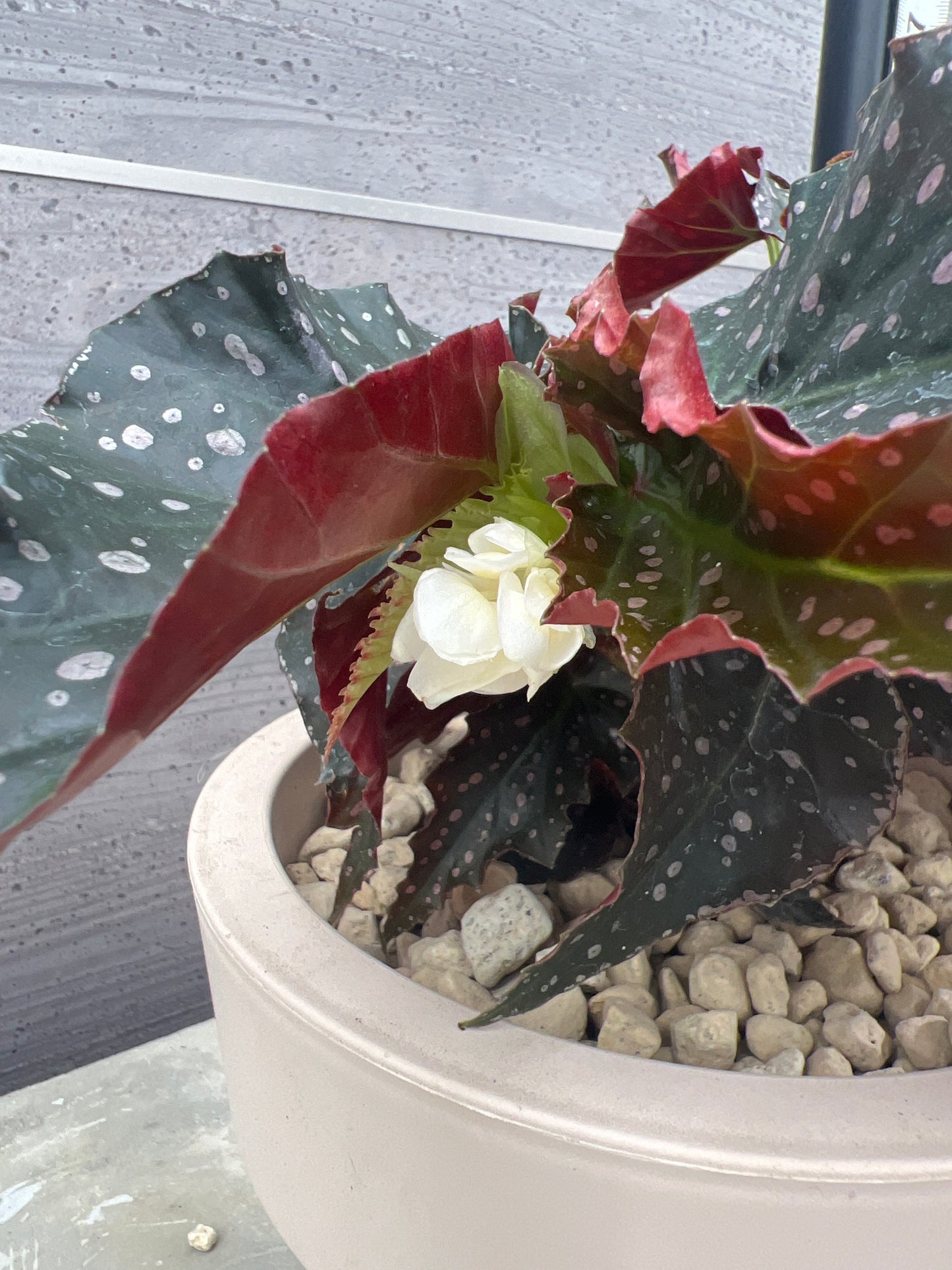 花郷園★木立性ベゴニア　ホワイトフレックルス　6号ポット植替え済み