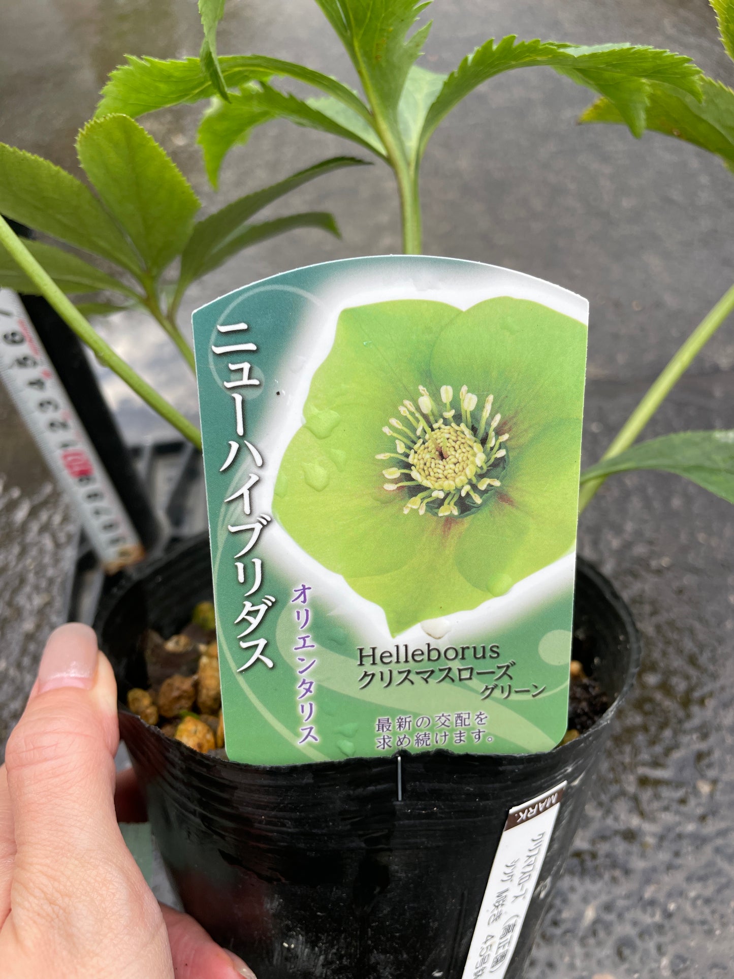 M34　クリスマスローズ　グリーン　4.5号苗ポット
