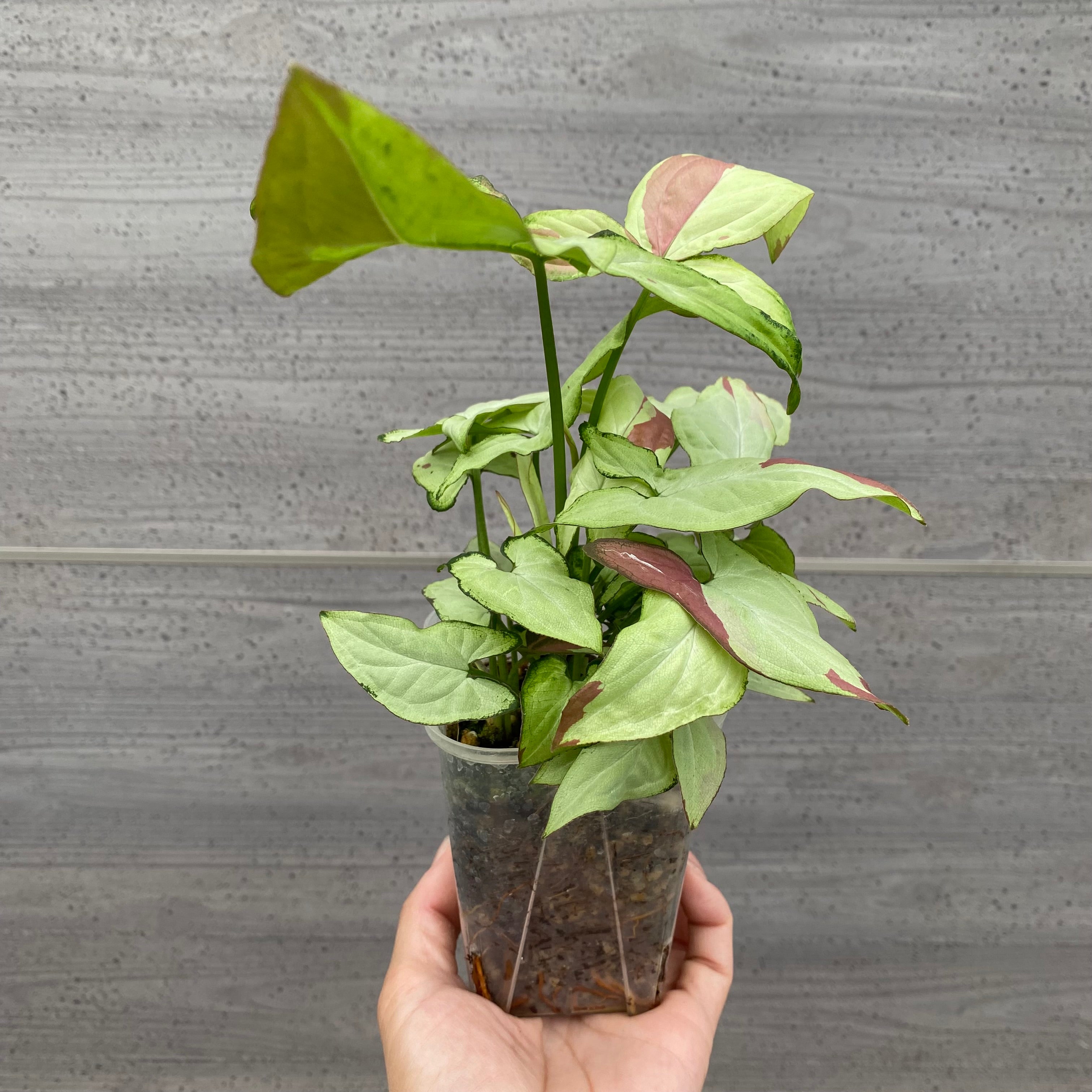 Pickup 全ての商品 – 植物家族