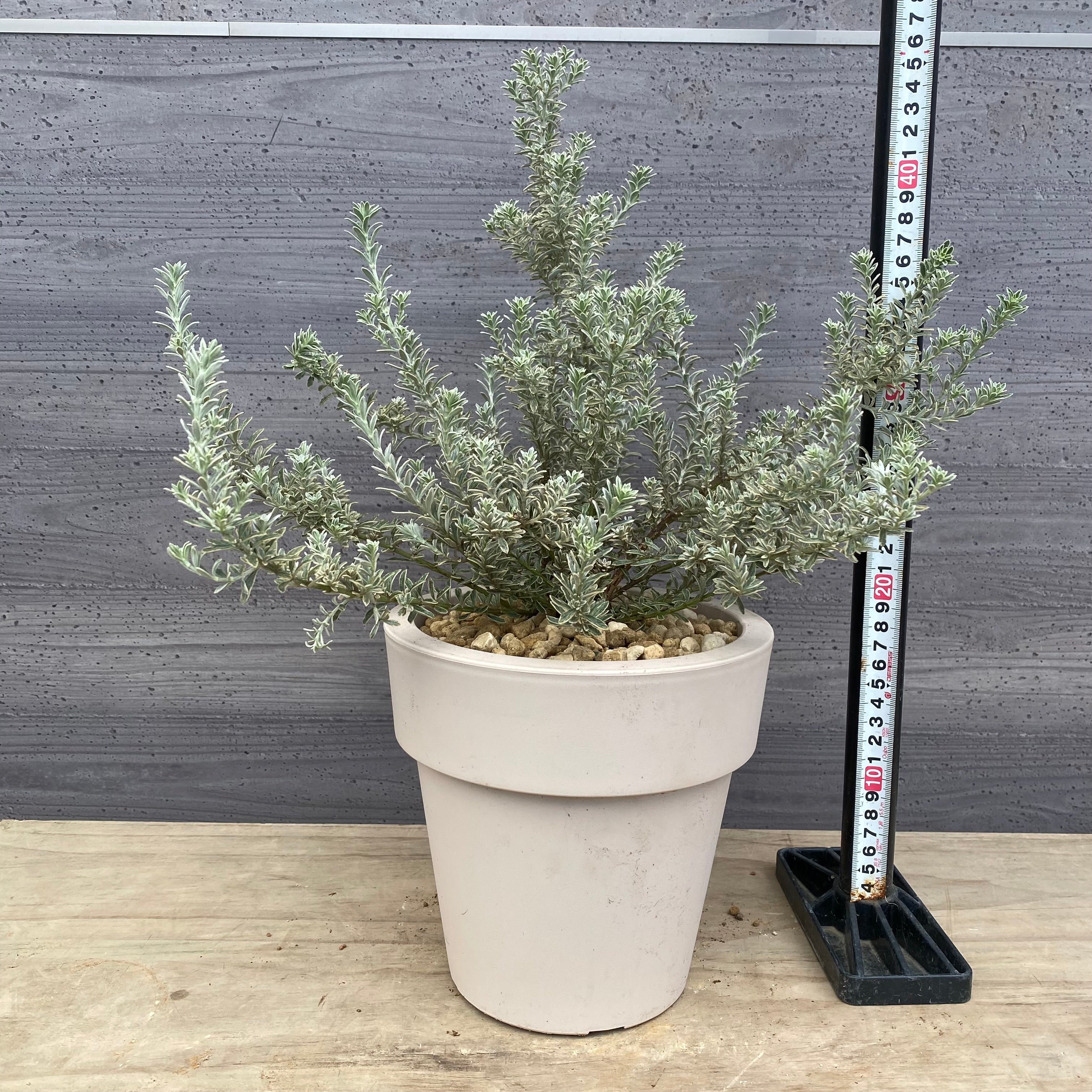 Pickup 全ての商品 – 植物家族