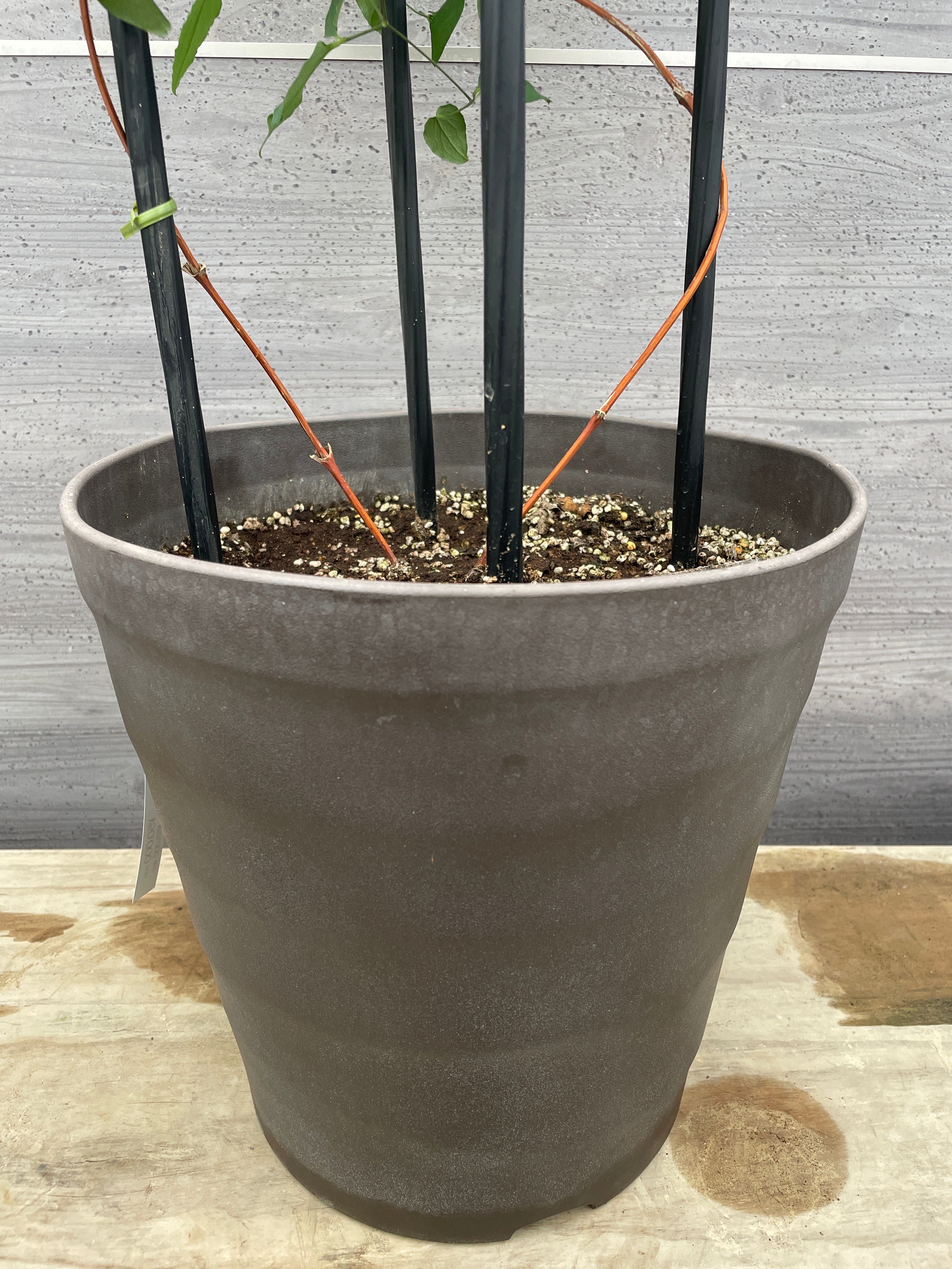 職人仕立て☆クレマチス フェルマータピンク 10号鉢 – 植物家族