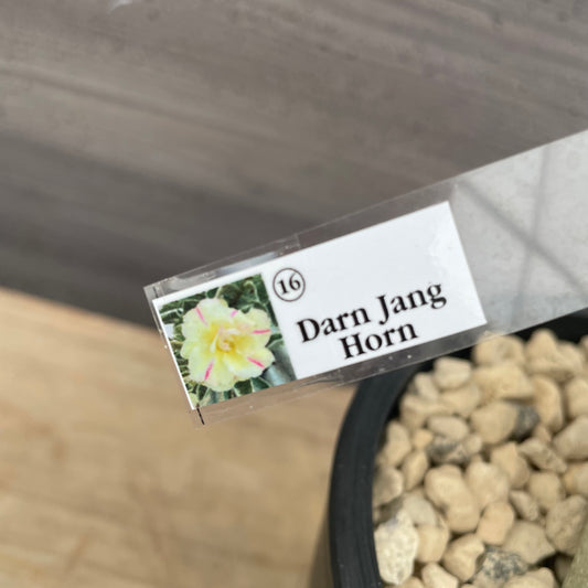 アデニウム特集　No.06007　アデニウム　斑入り　Darn Jang Horn　硬質ポット