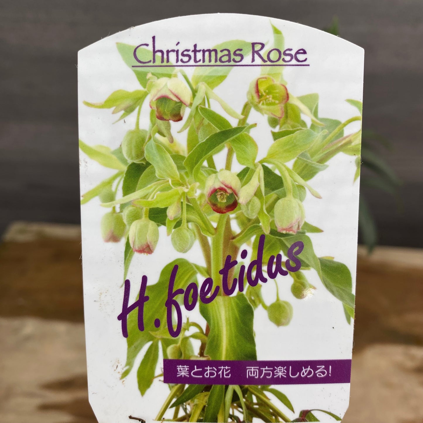 クリスマスローズ　フェチダス　キューガーデンポット白