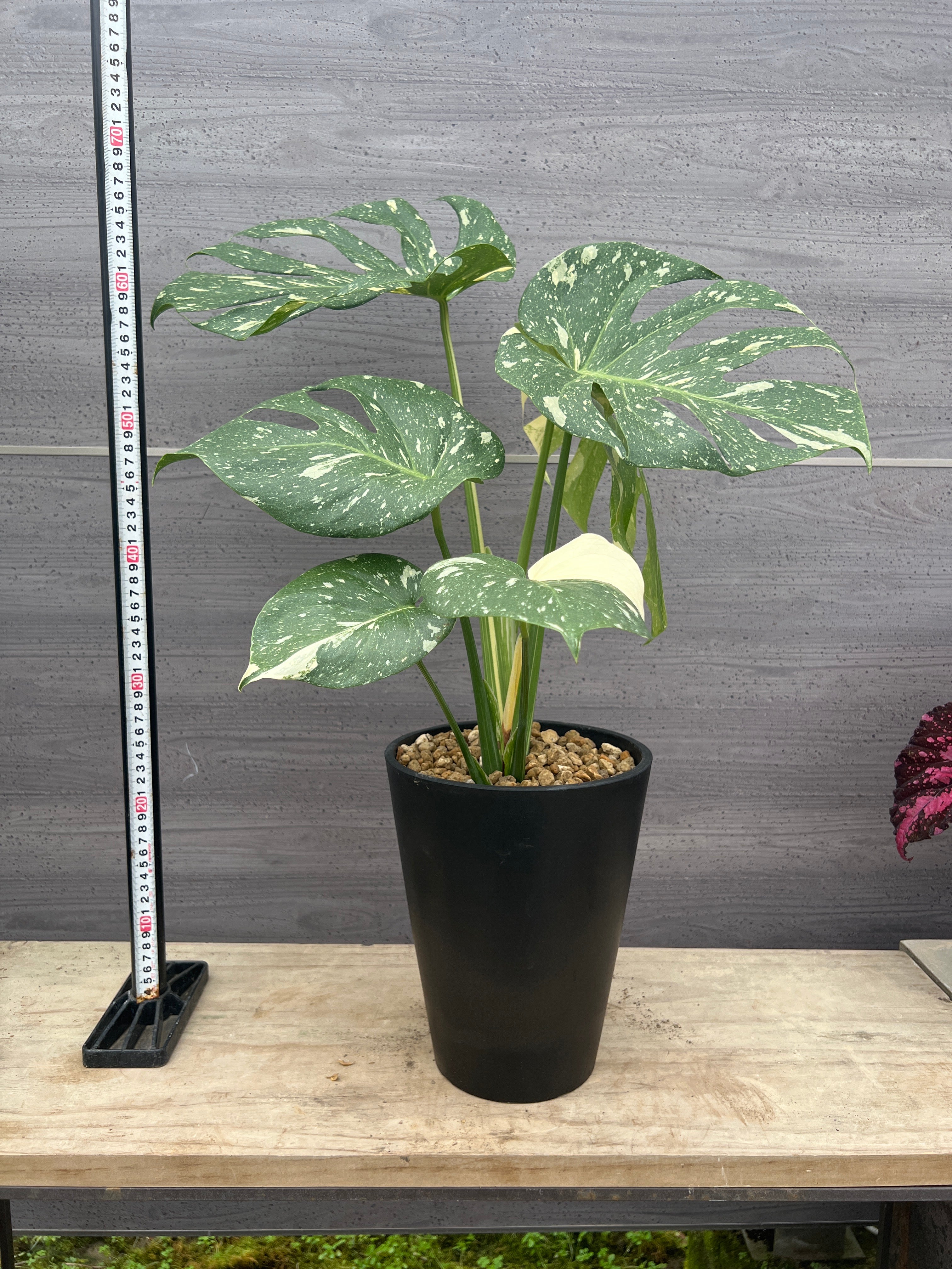 ④　モンステラ　根上がり　9号特大苗木最高等級　極上品‼️ 楽天市場】希少 観葉植物【根上がり】モンステラ 7号鉢(鉢底より70