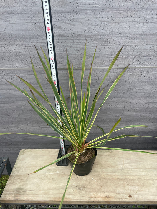 No.06010　岡本緑花　ユッカ　ブライトエッジ　5号苗ポット