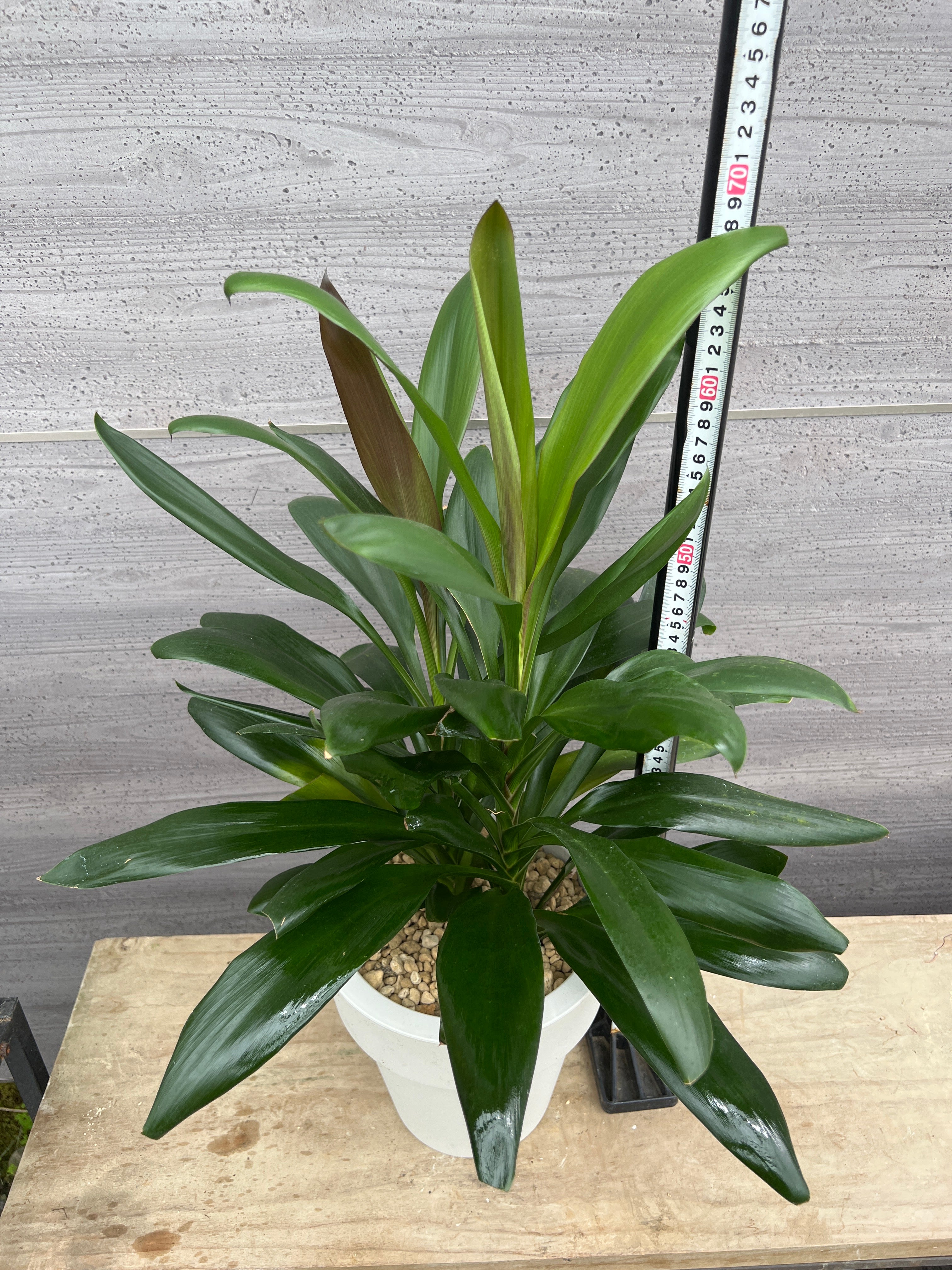 ドラセナ・グローカル 観葉植物 ドラセナ グローカル